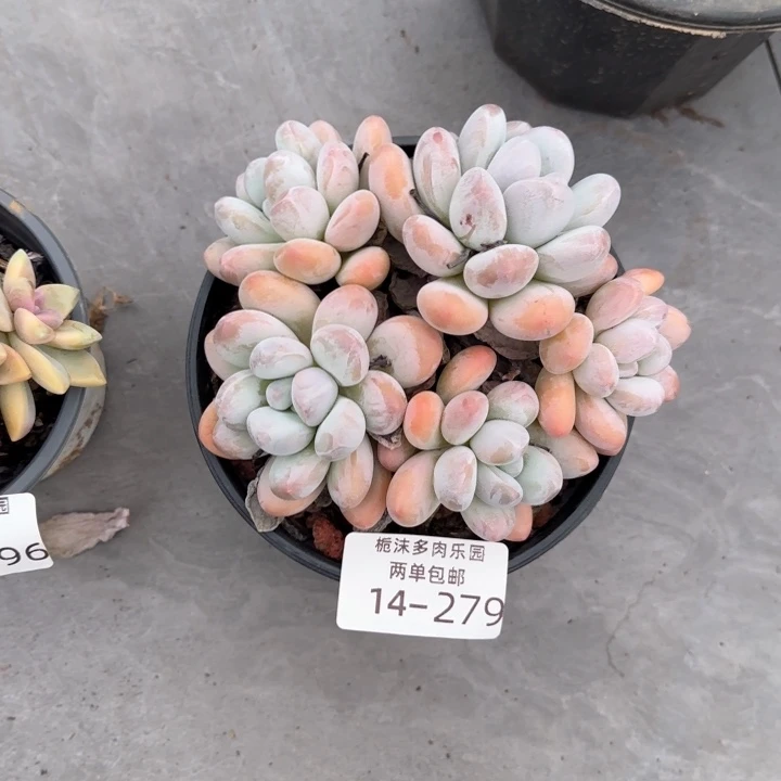 虎***牙14-279香水多肉植物