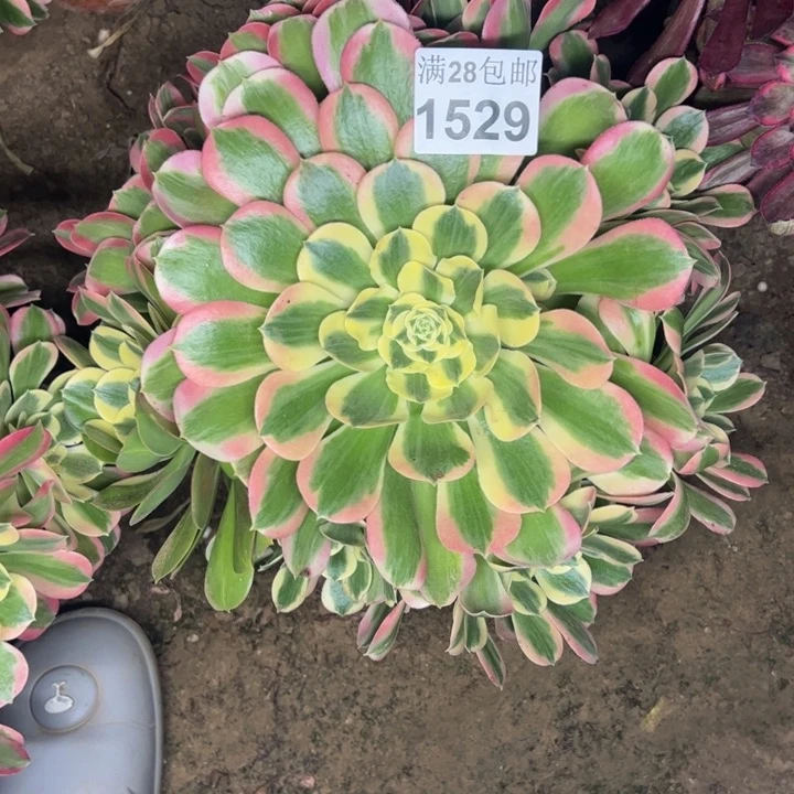 1529白凤多肉植物