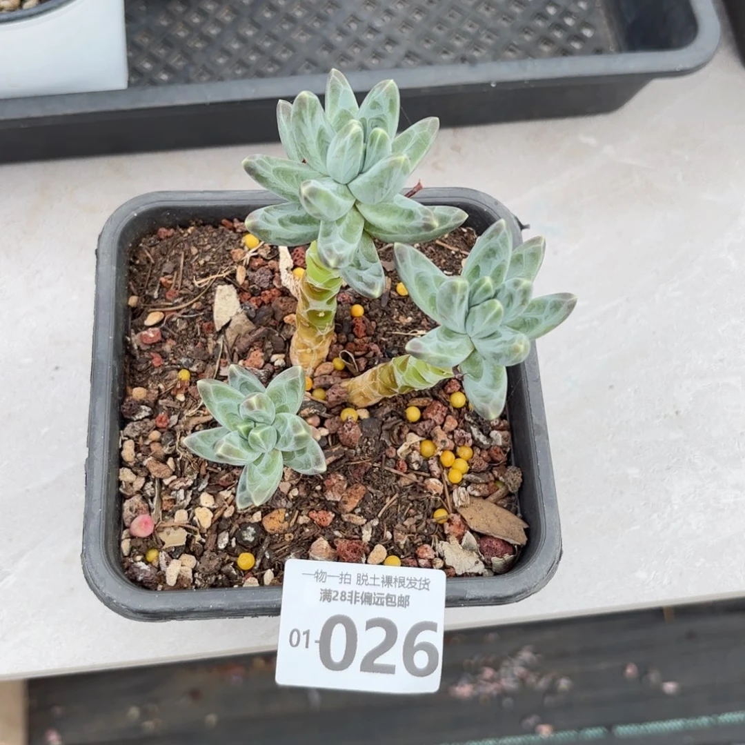 乌拉克拉老桩多肉多肉