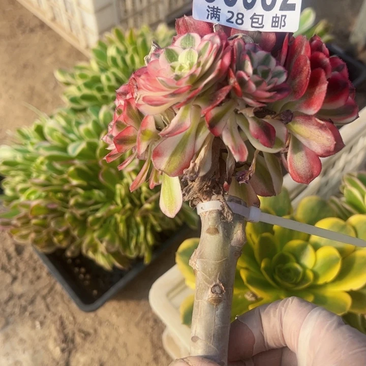 无根多肉植物法师8982