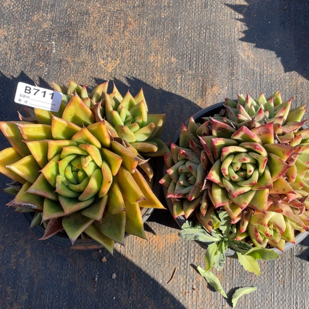 无花朵若如东云组拍B711