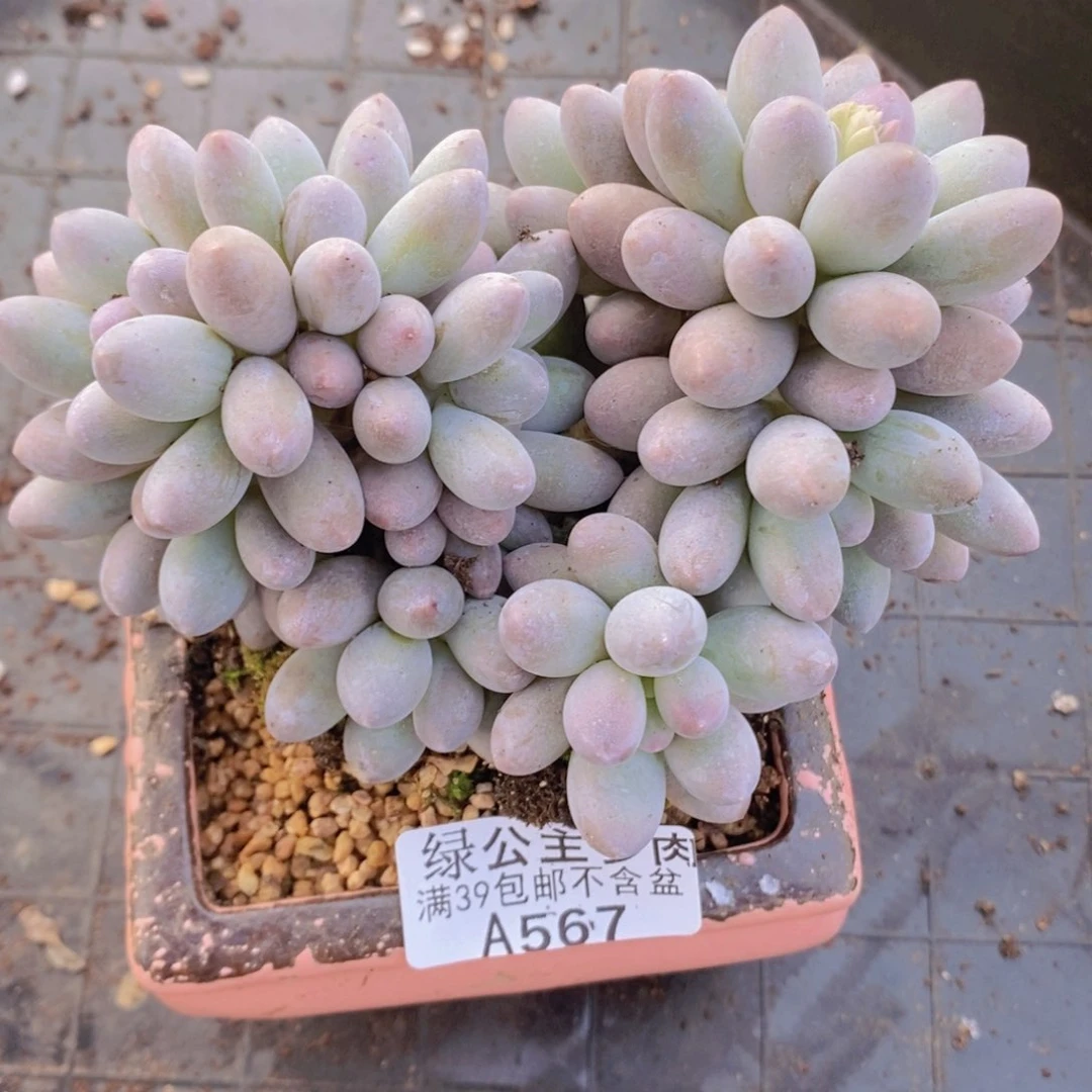 汤圆10cm567多肉丸