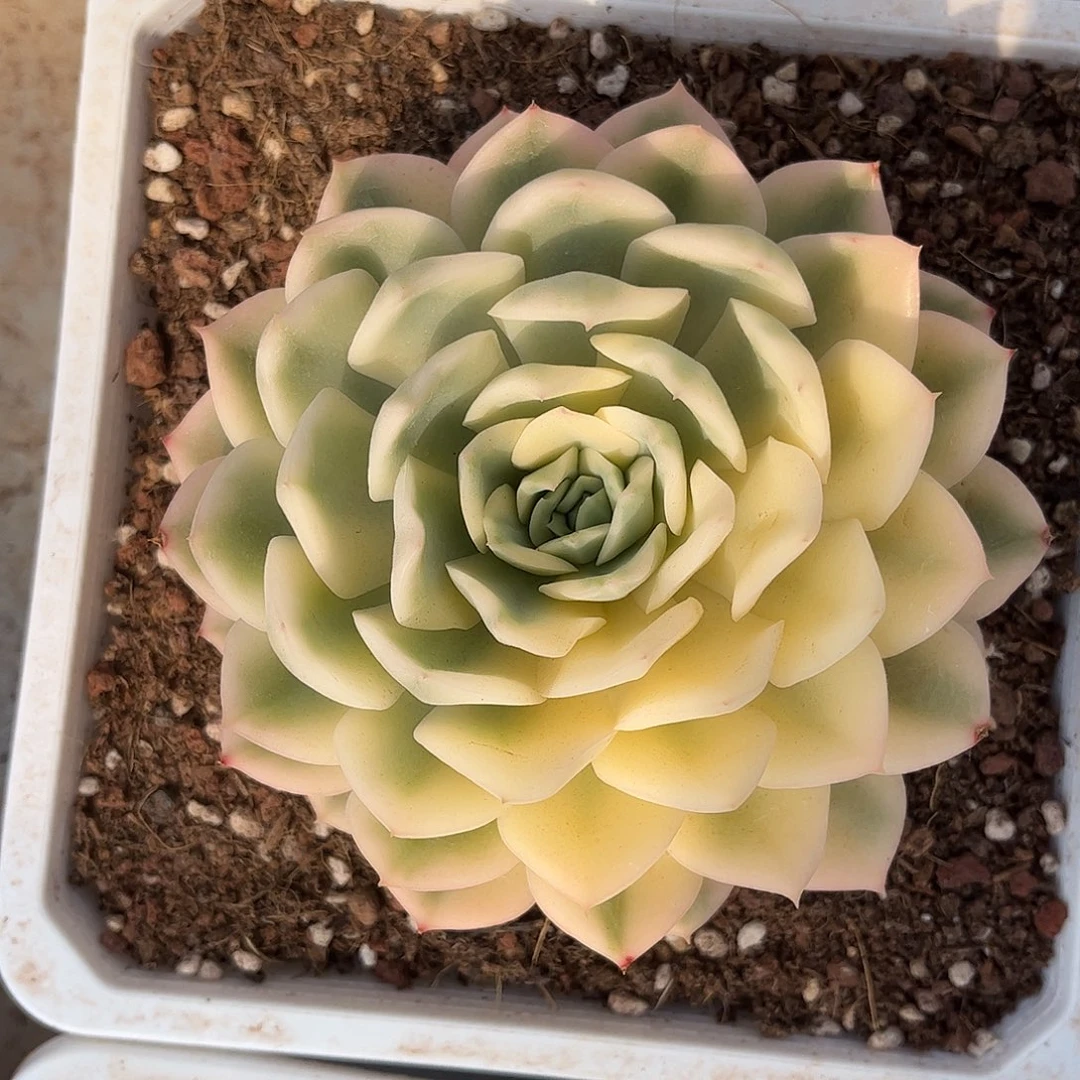 寄养链接的肉肉的肉肉