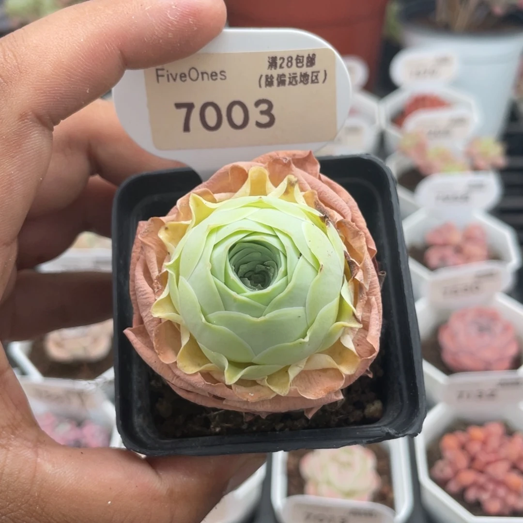 7003鸡蛋玫瑰4.0厘米