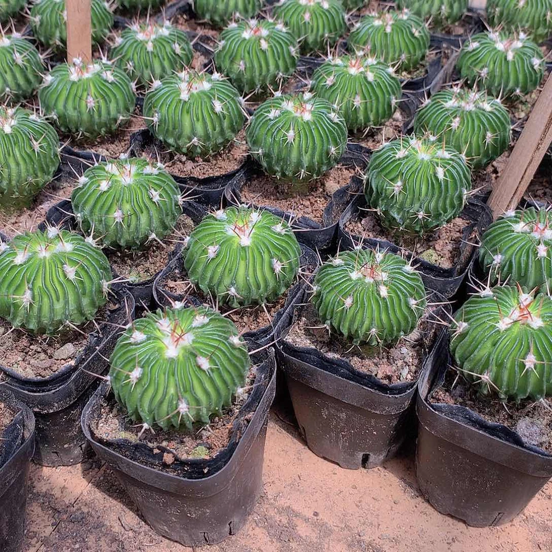 多菱玉444447744445555555