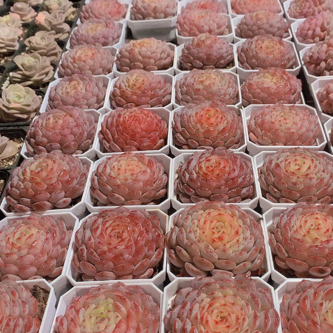 白胖子245789900000