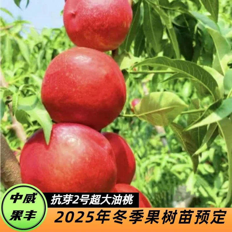 中油抗芽2号超大油桃6月上中旬成熟果皮光滑无果锈肉质细腻多汁