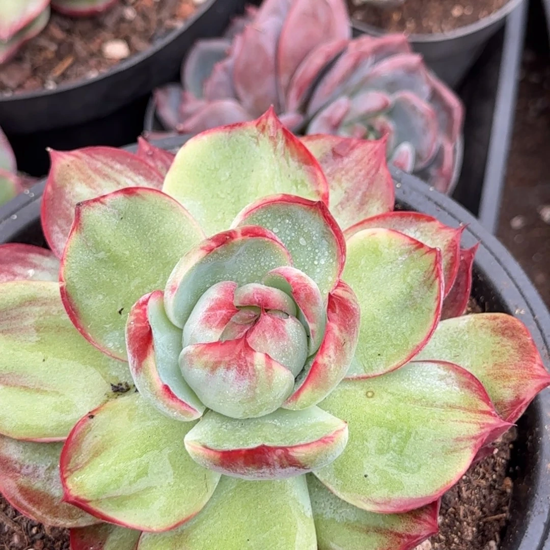 617 惊鸿一物一拍包装收缩花旱