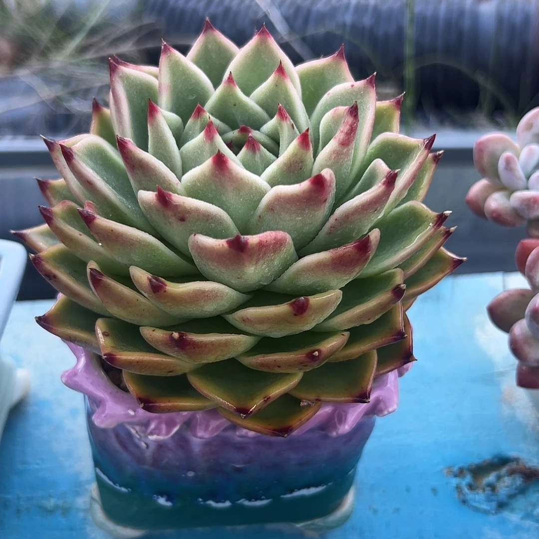 多肉植物一物一拍6