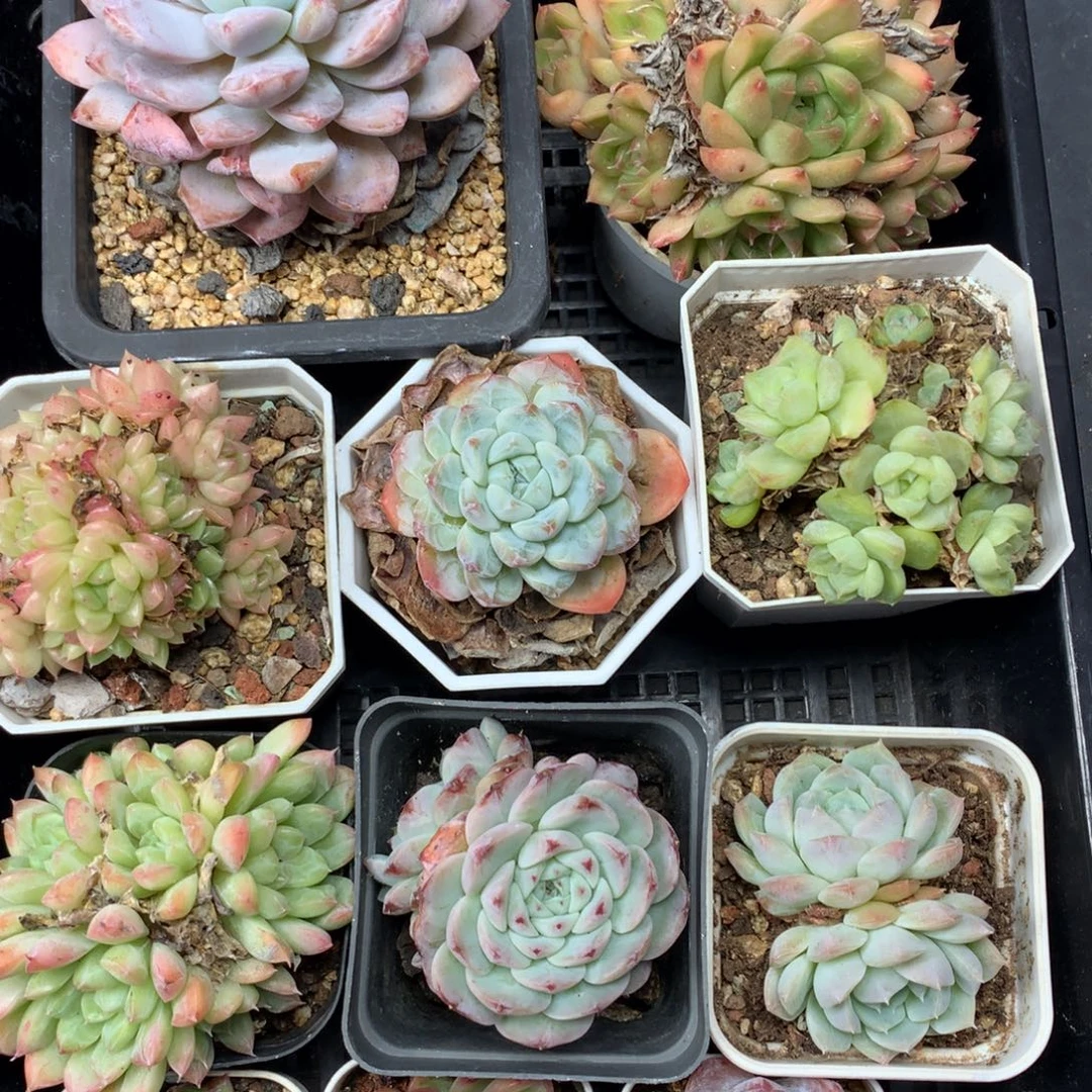 1105-38 套餐一组