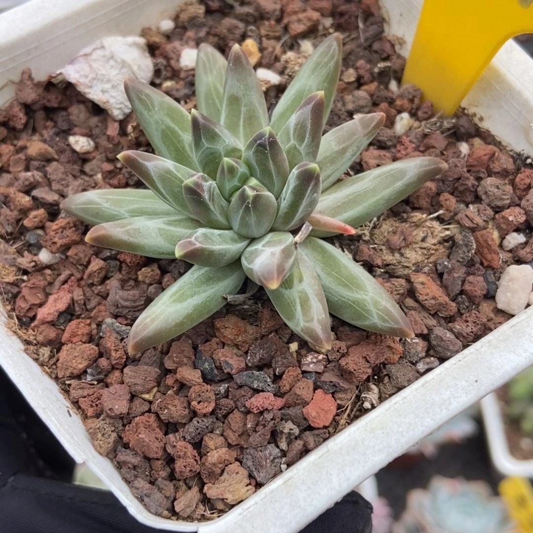 901梵高美人多肉植物