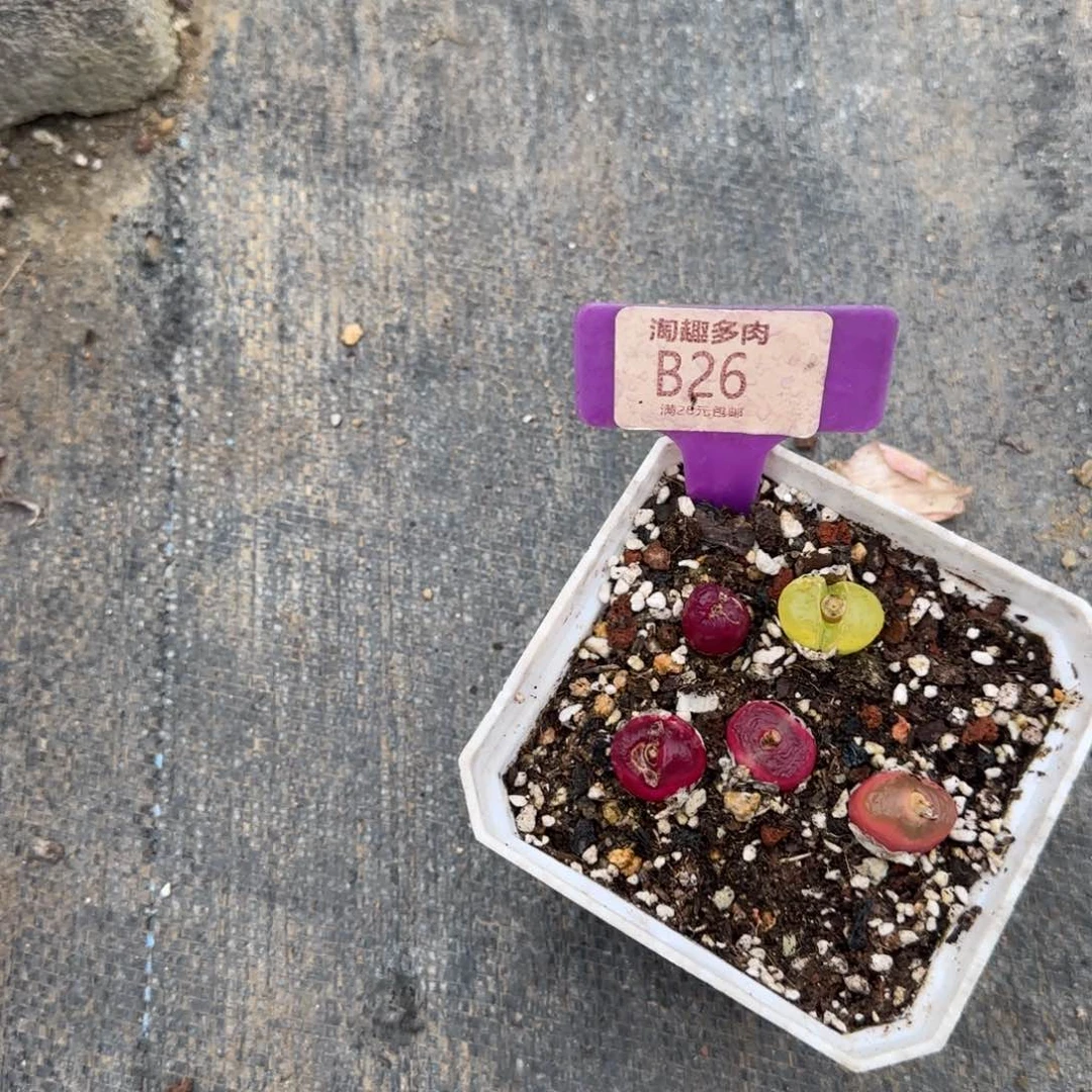 不****～多肉植物生石花毛毛