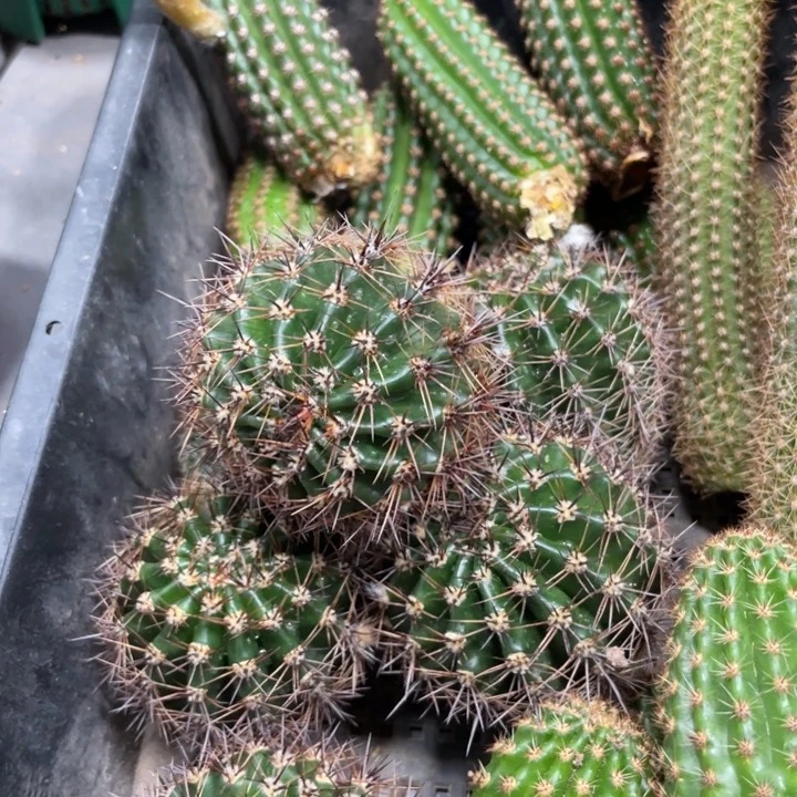 超大绣球彩草侧芽一个