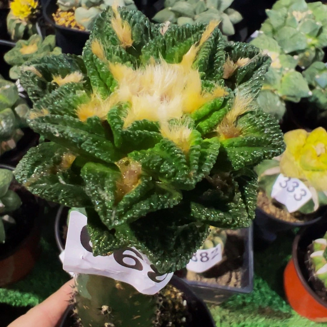 无花朵福利隔尤辛顿牡丹668