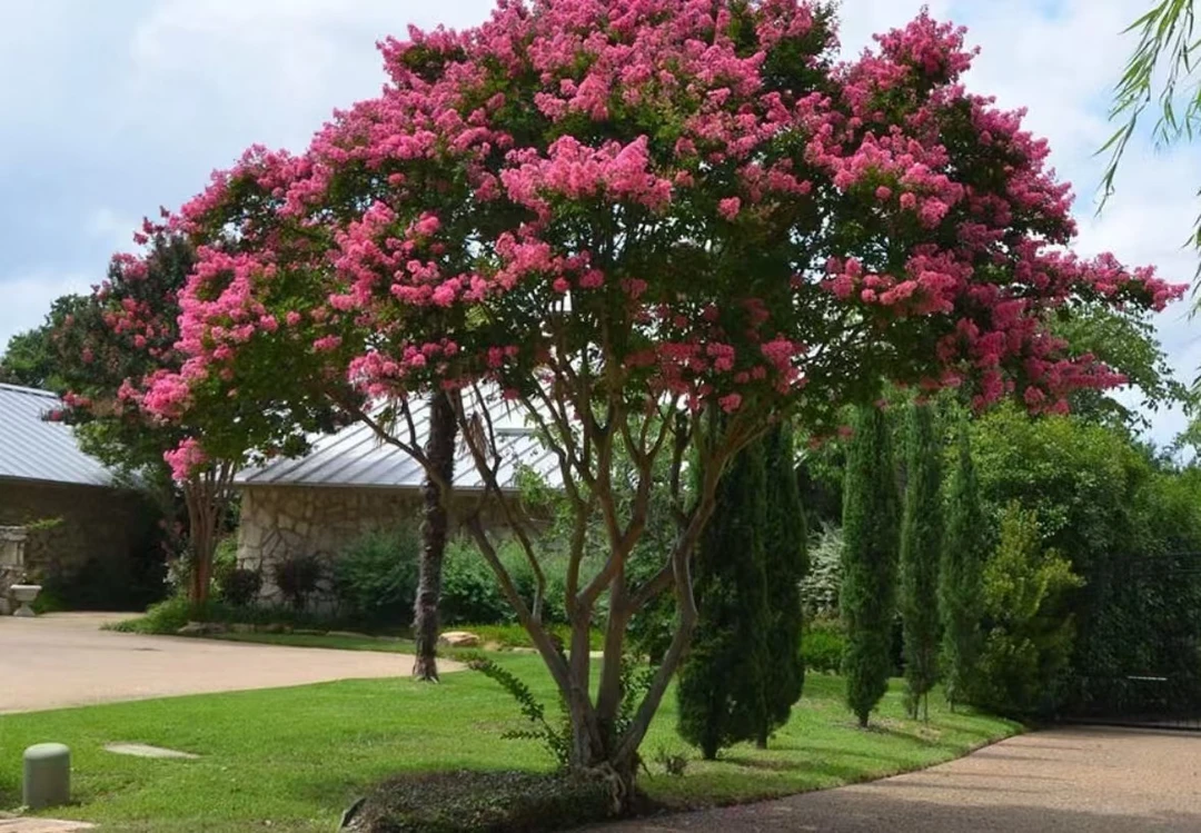 紫薇入户发家至富