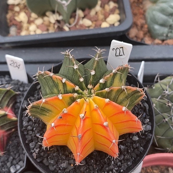 仙人球裸根发货肋骨锦6公分