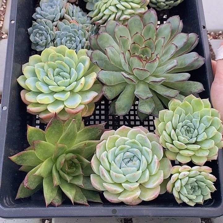 63 多肉植物盆栽花卉