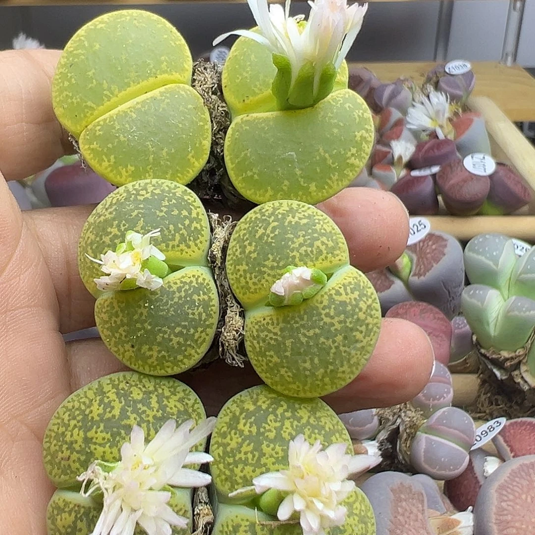 1058下播福利3颗双头