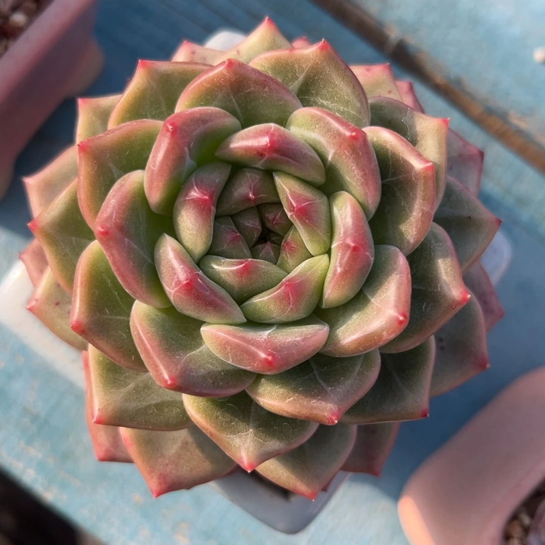 多肉植物一物一拍（3号）