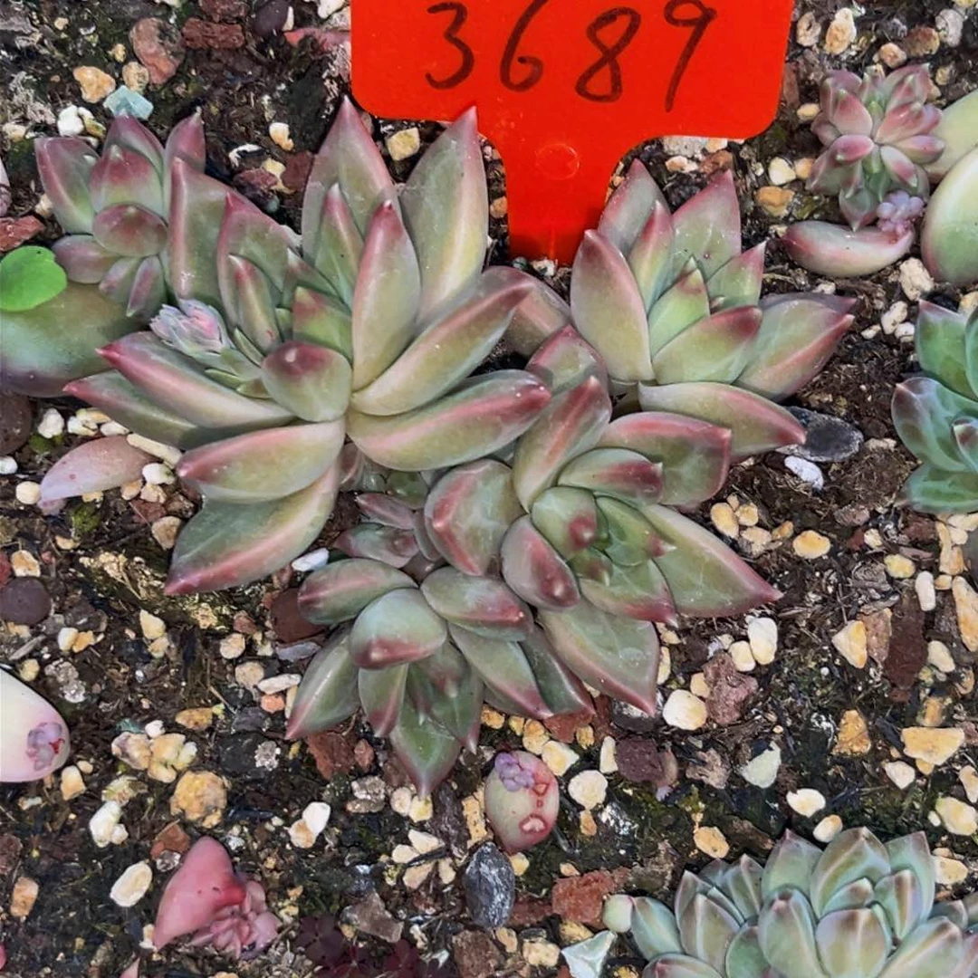 3689下午多肉植物群生