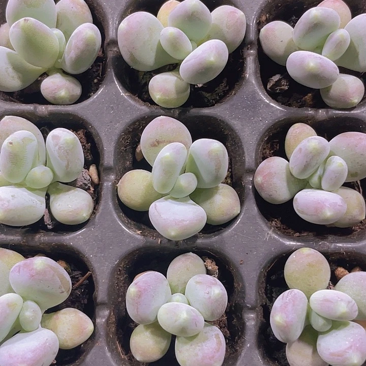 稻田姬精品多肉量拍