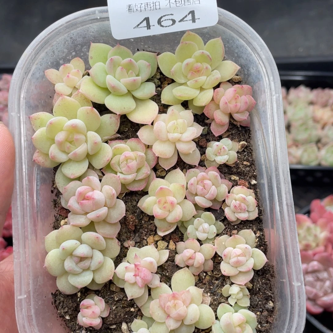 云糖心多肉植物464