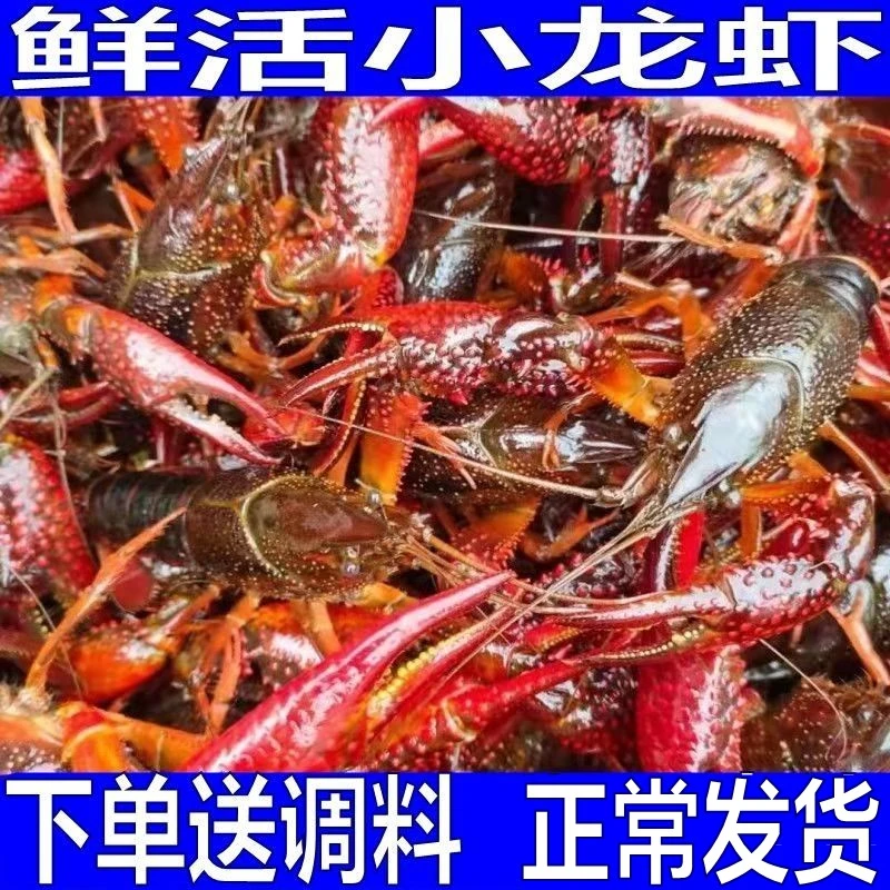 特大龙虾】789江苏鲜活小龙虾可做麻辣花雕小龙虾     3斤/5斤