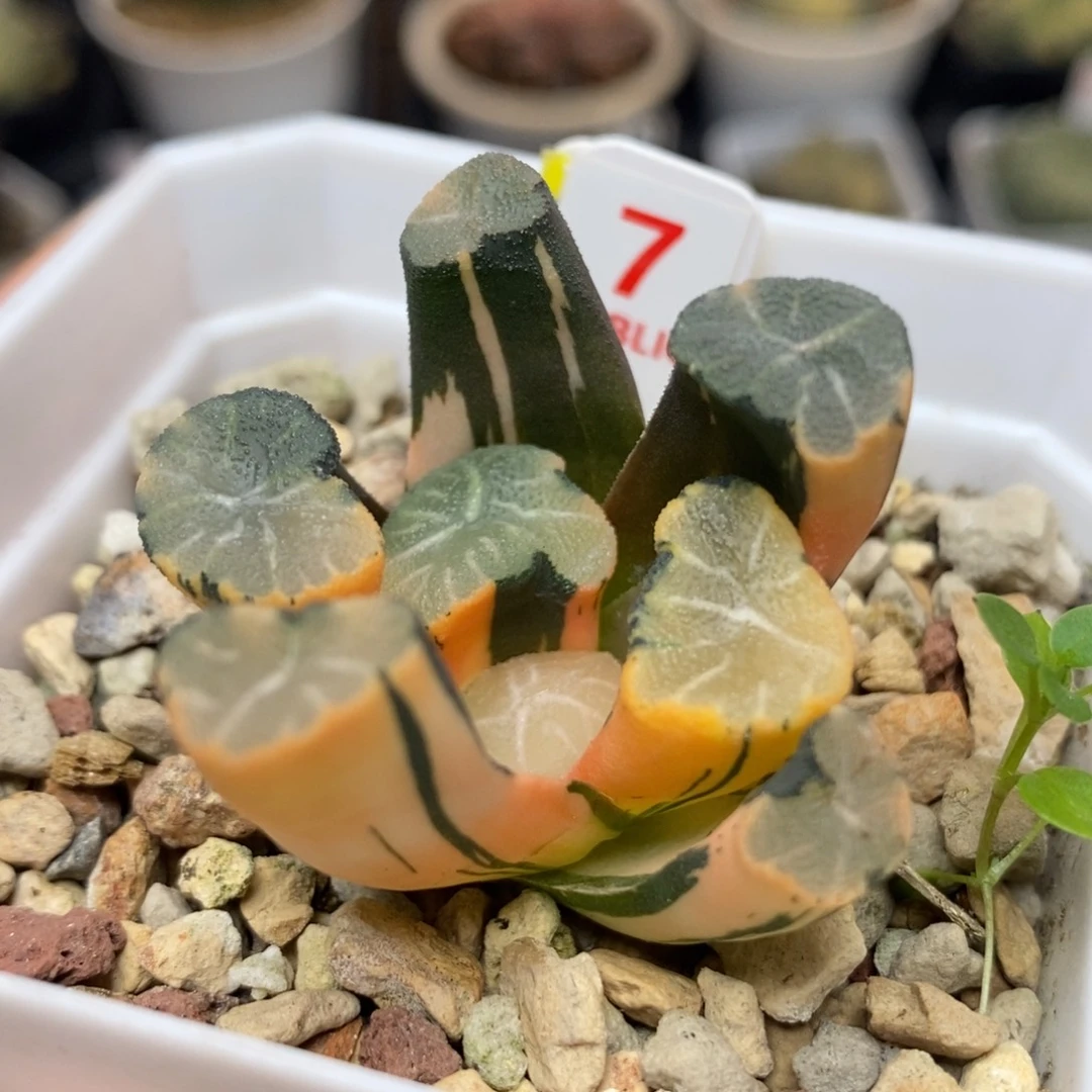 7白妙万象锦一物一拍