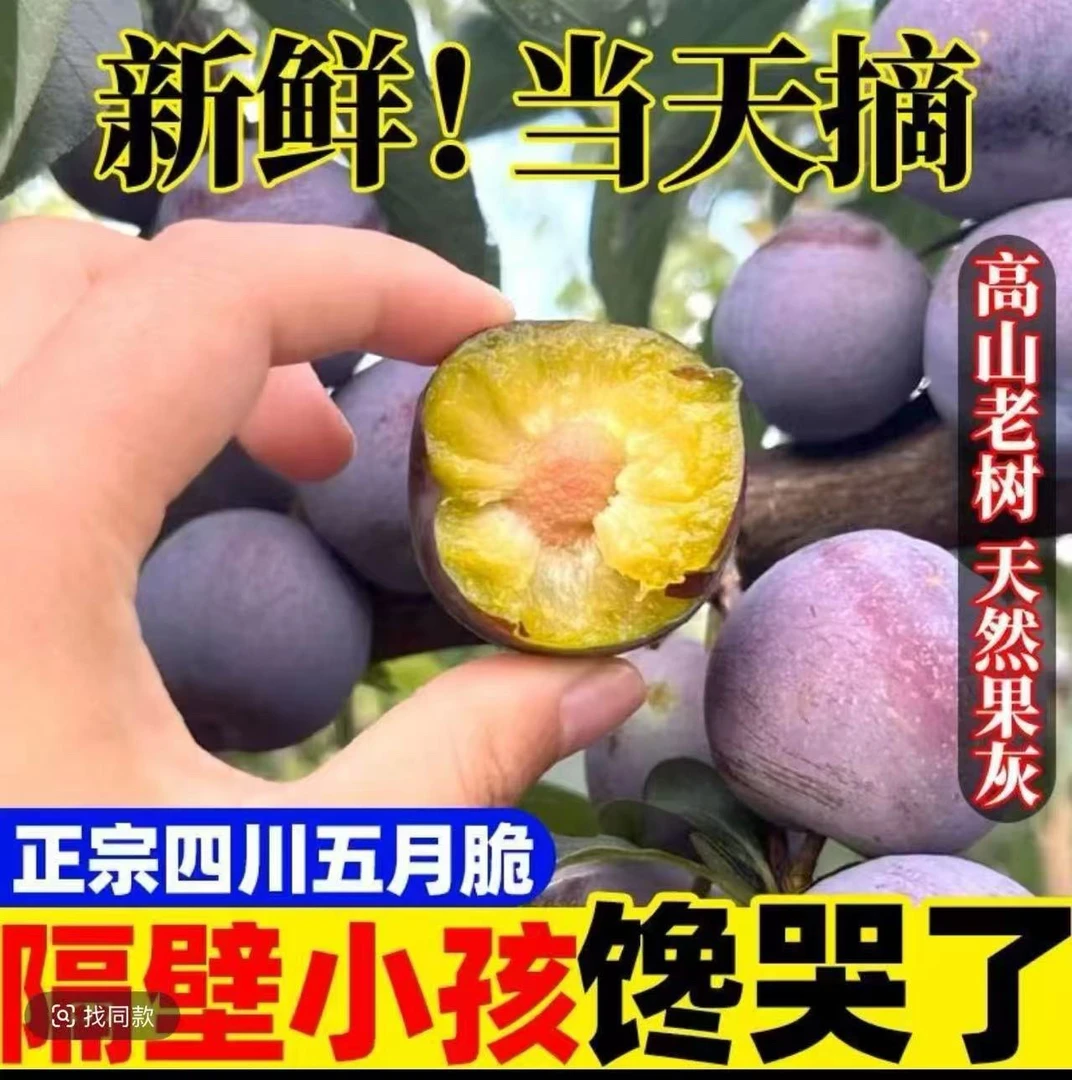 【四川凤凰李】四川新鲜五月脆凤凰李当季水果脆甜多汁RR