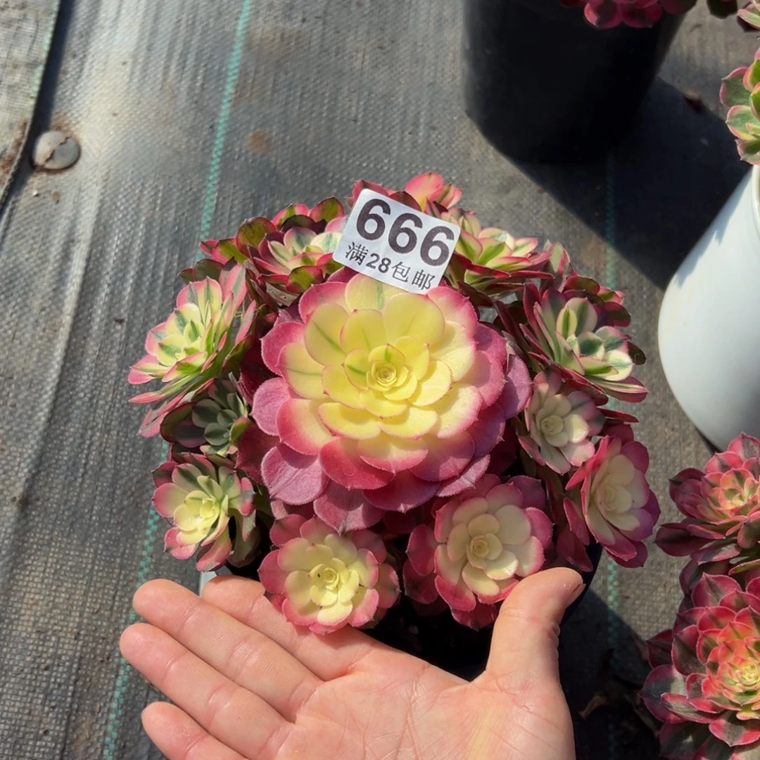 ****️多肉植物666荔枝的