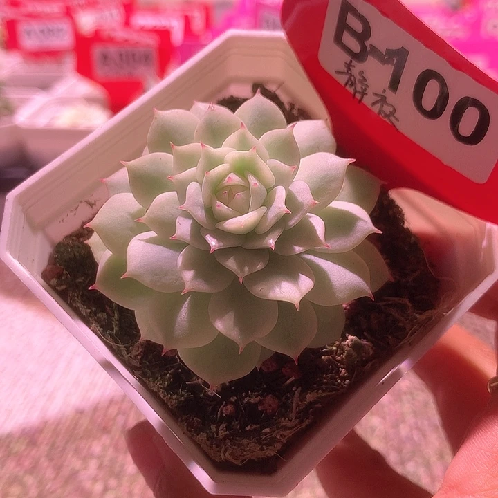 静夜覆轮锦有根有根
