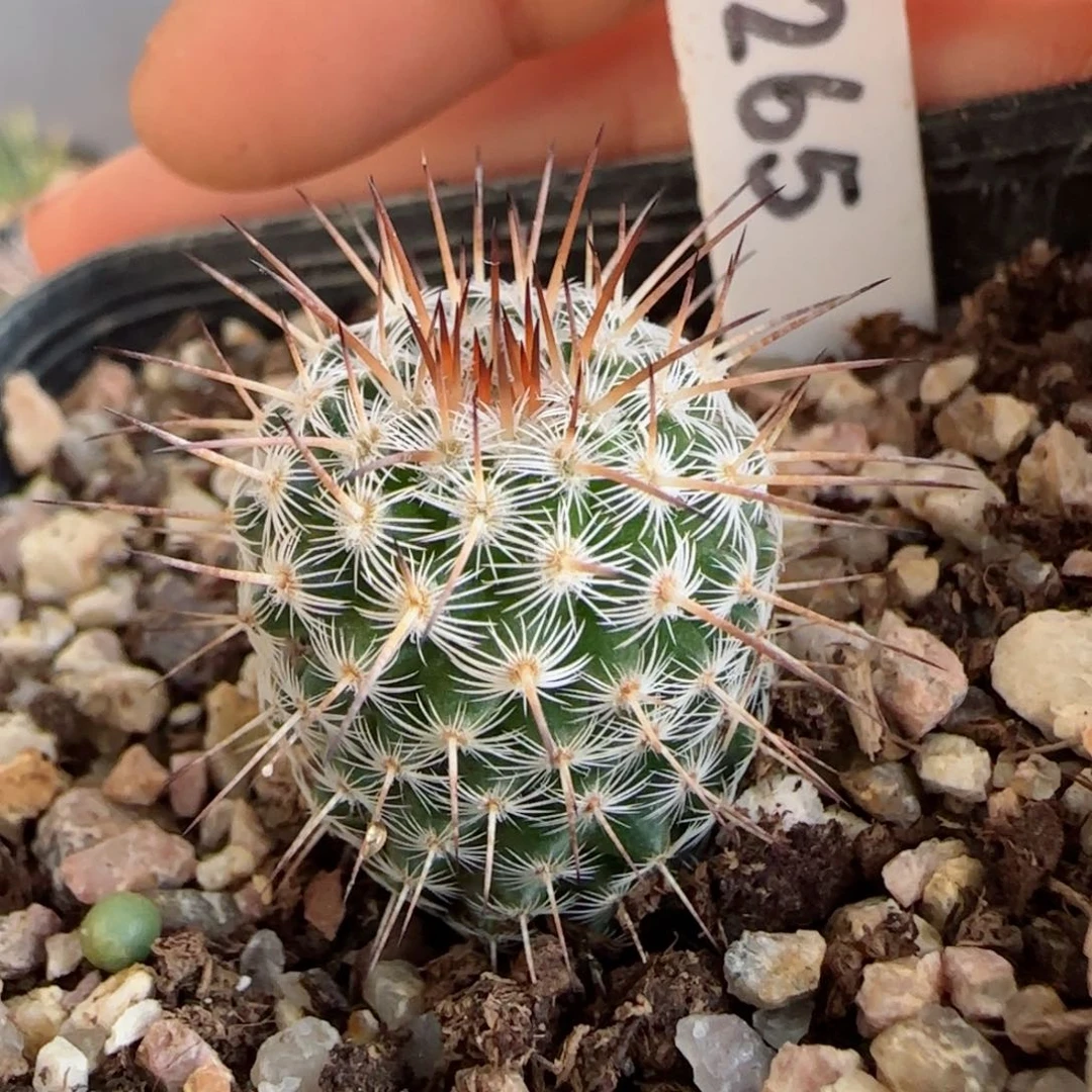 实生白王丸多肉1.8厘米