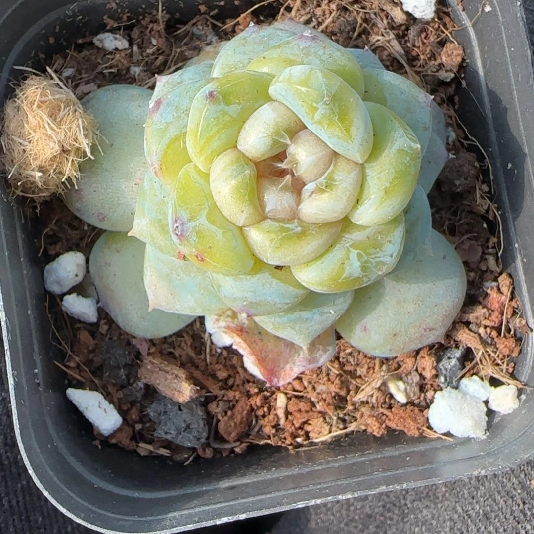 小卡拉米糖心一物一拍