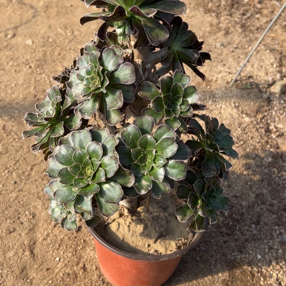 ?****！多肉植物拉皮筋老庄