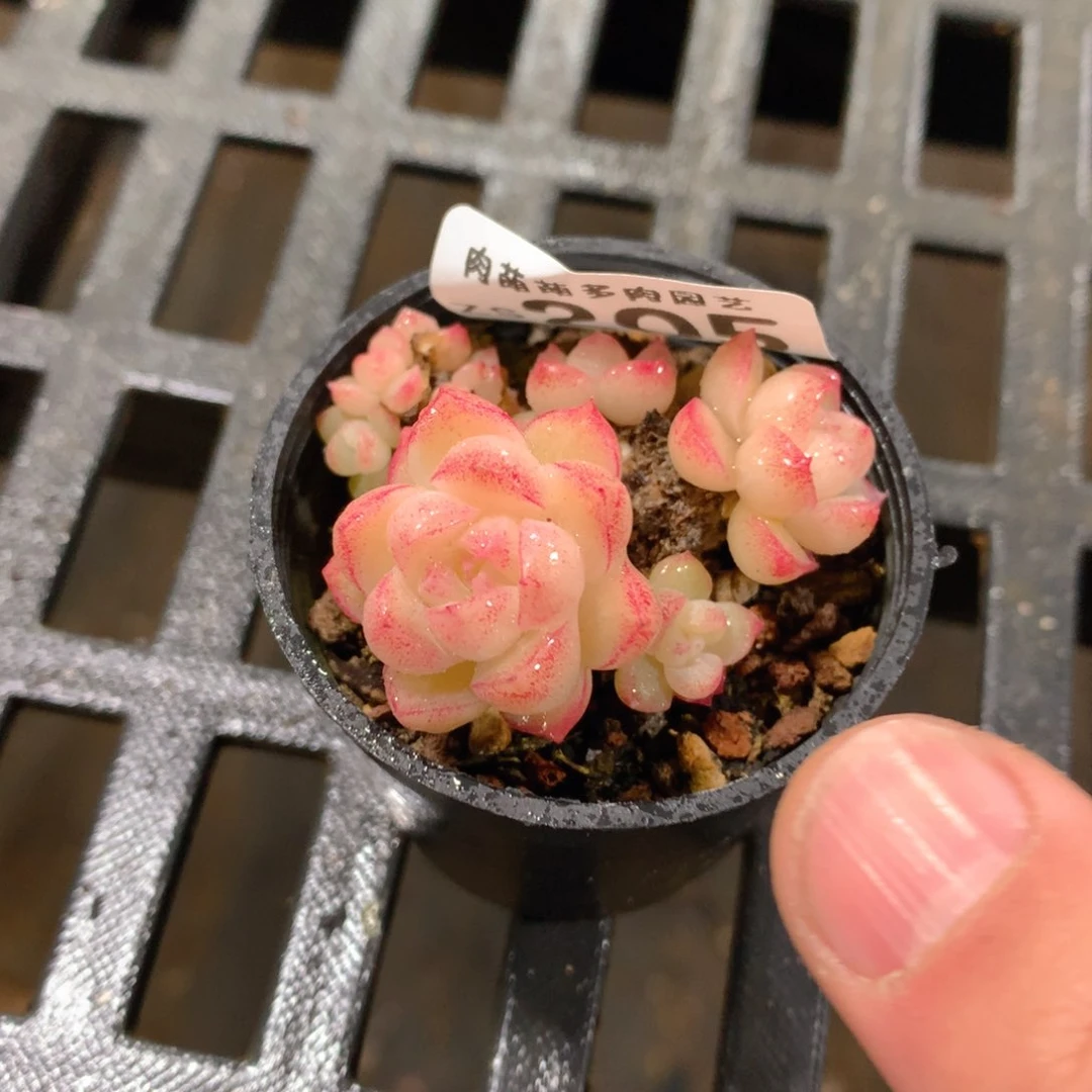 肉萌萌拇指盆精控多肉ZS205