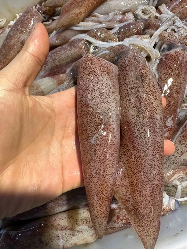 广东湛江 鱿鱼 火箭筒 速冻发顺丰