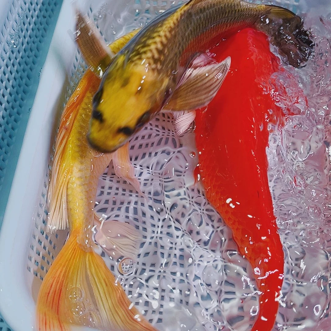 锦鲤锦鲤冷水鱼观赏