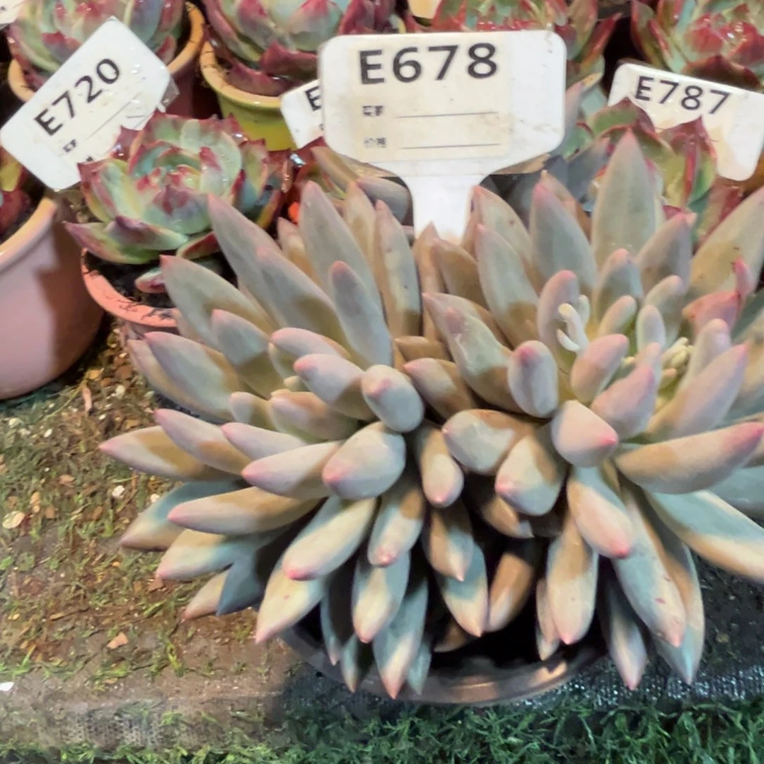 红蜻蜓678号店的直播