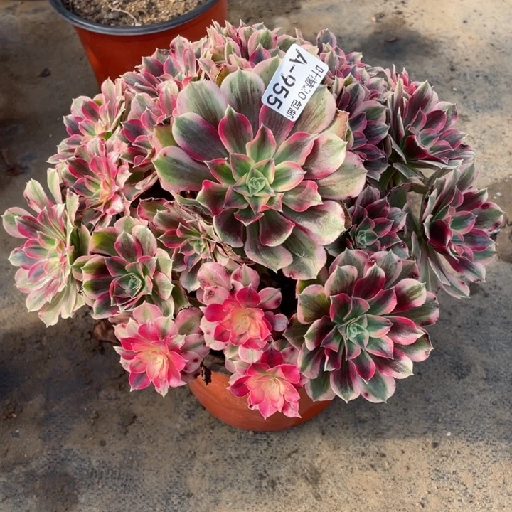 955男神多肉12344578多肉