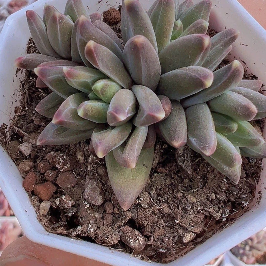 梵高19包邮多肉植物