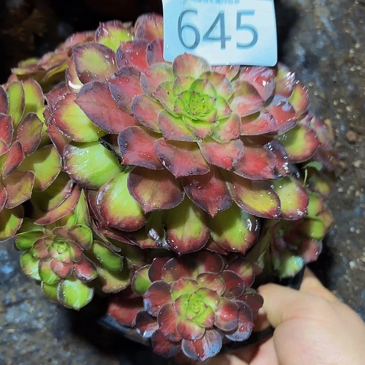 多肉植物福利645个