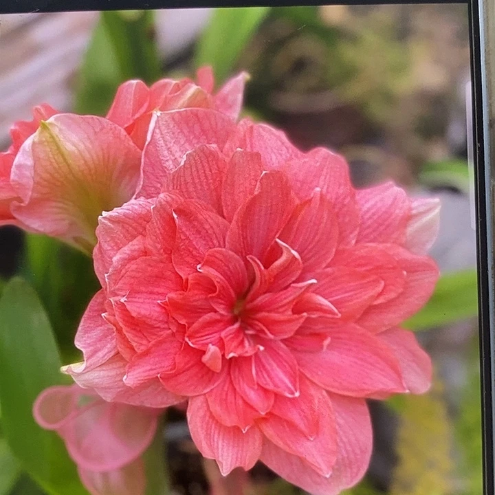 彭世洛少女3厘米朱顶红