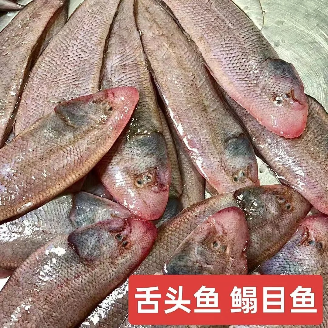 海捕龙舌宠粉价 鲜活速冻抽真空 代购3斤帮洗杀