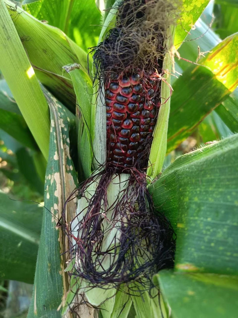 贵州新鲜现摘甜糯黑玉米棒非转基因富含花青素