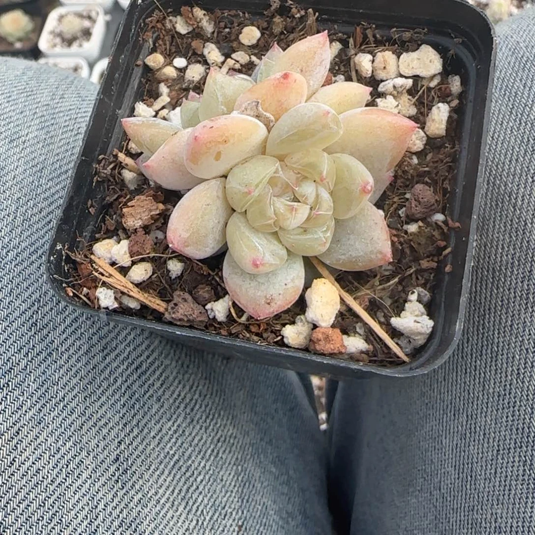 多肉小卡拉米糖心一物一拍