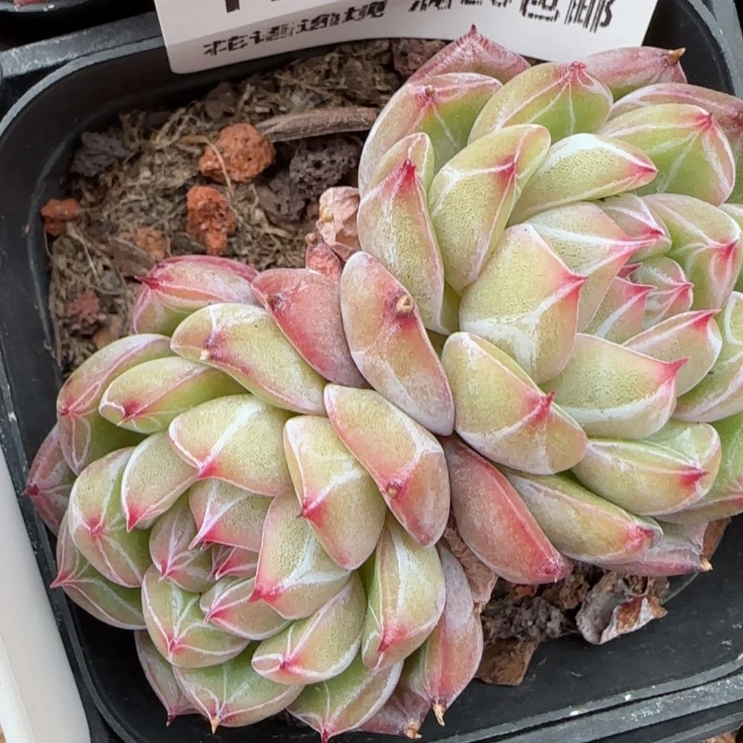 花语逸镜0204-176