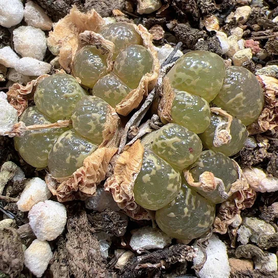 【闪购商品】171 勋章