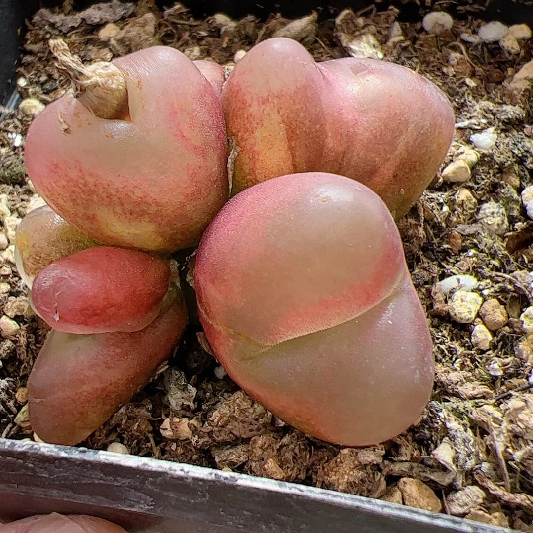 【闪购商品】266 吕氏锦