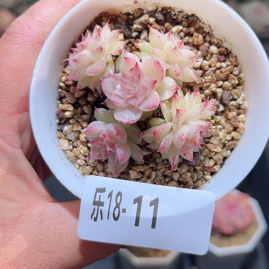 木乐18-11麦秆群不包整