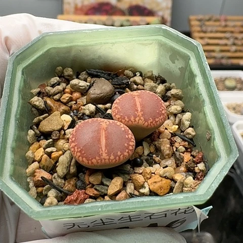 3646，鸡血石净窗双头带盆